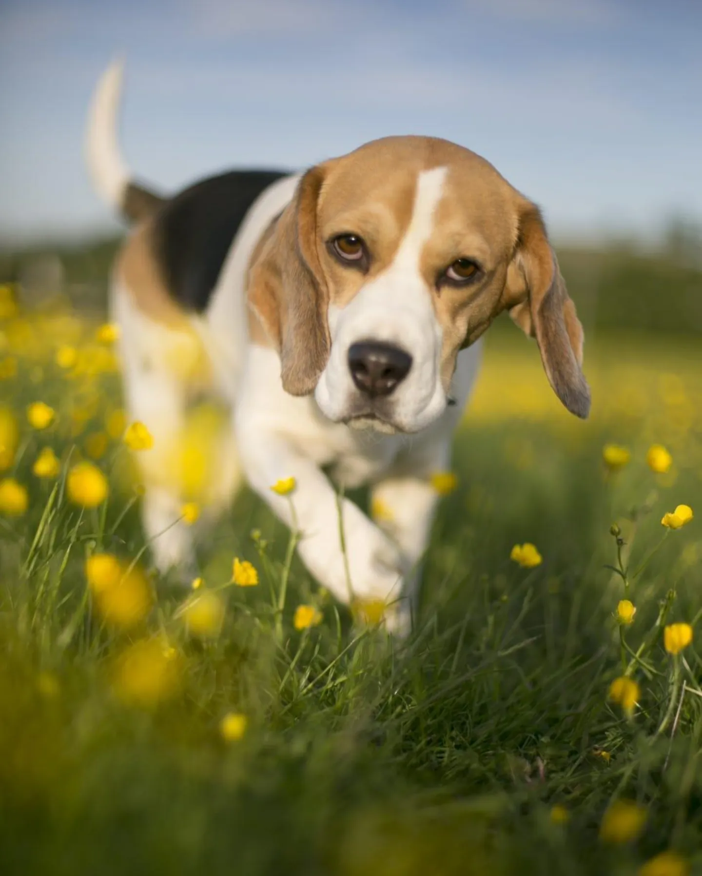Beagle