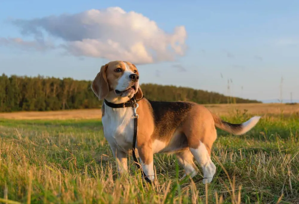Beagle — additional photo
