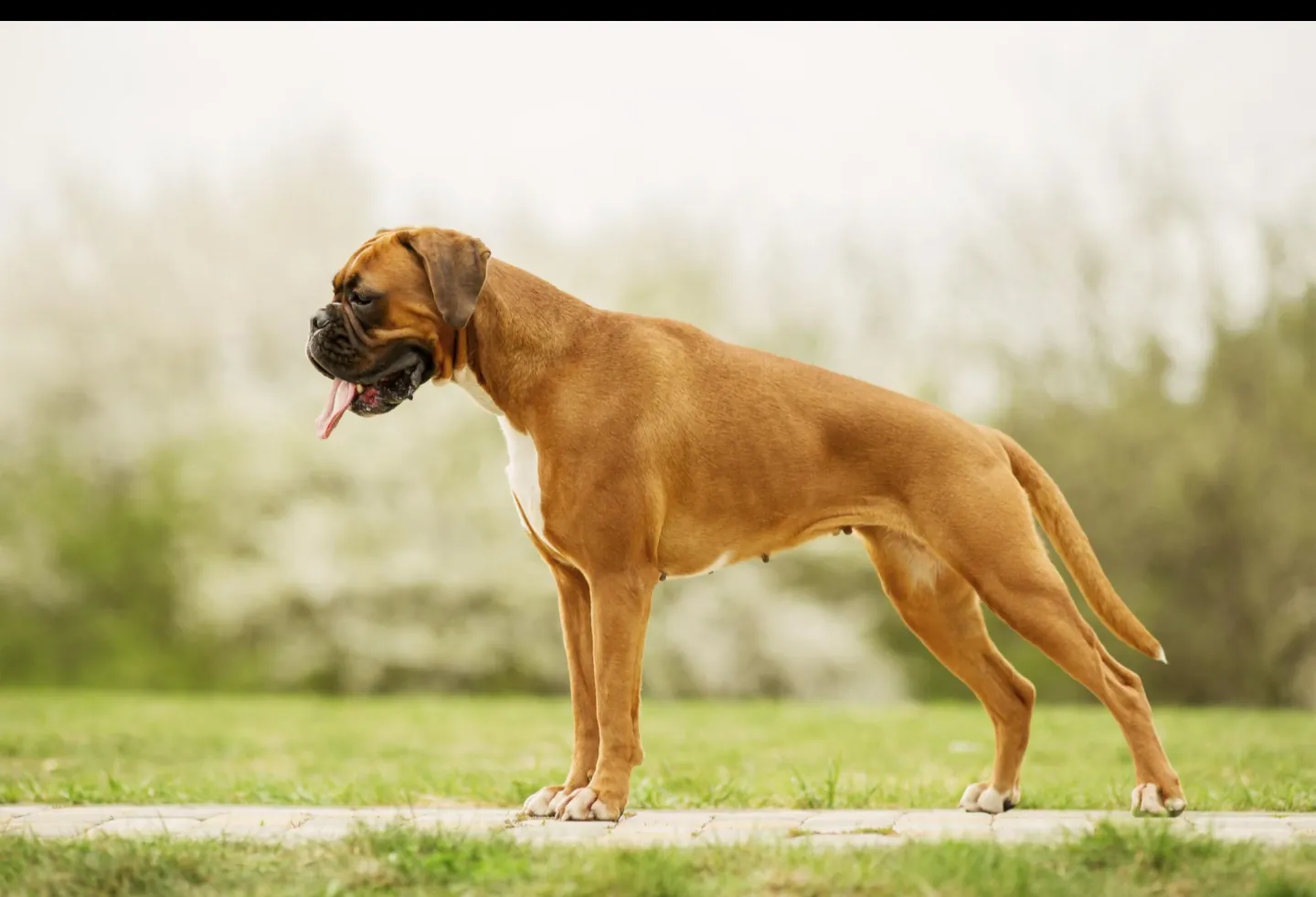 Boxer