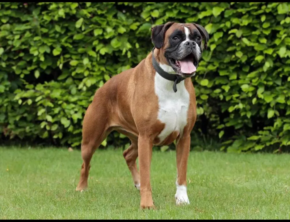 Boxer — additional photo