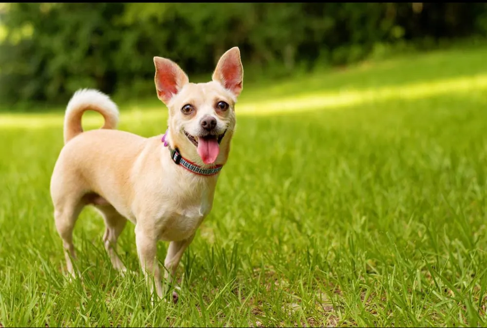 Chihuahua — additional photo