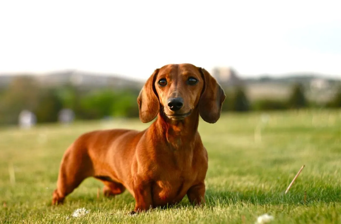 Dachshund