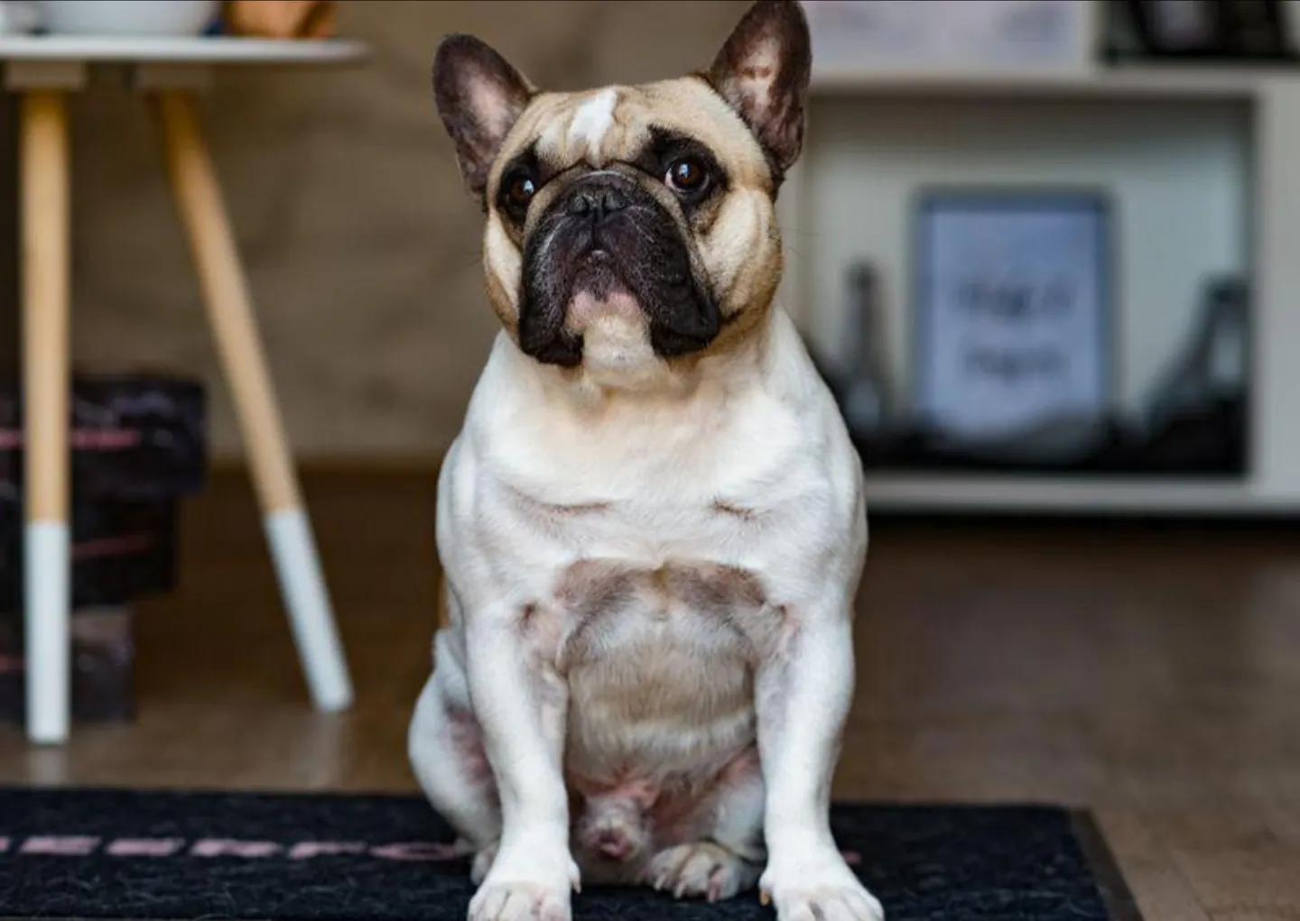 French Bulldog