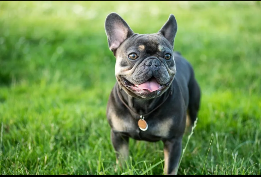 French Bulldog — additional photo