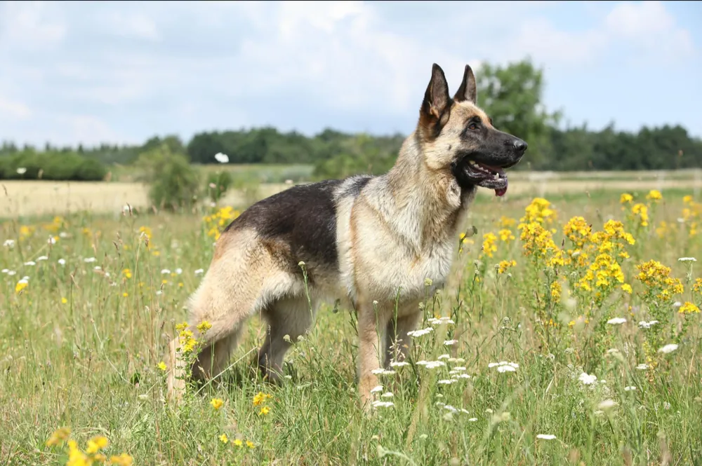 German Shepherd — additional photo