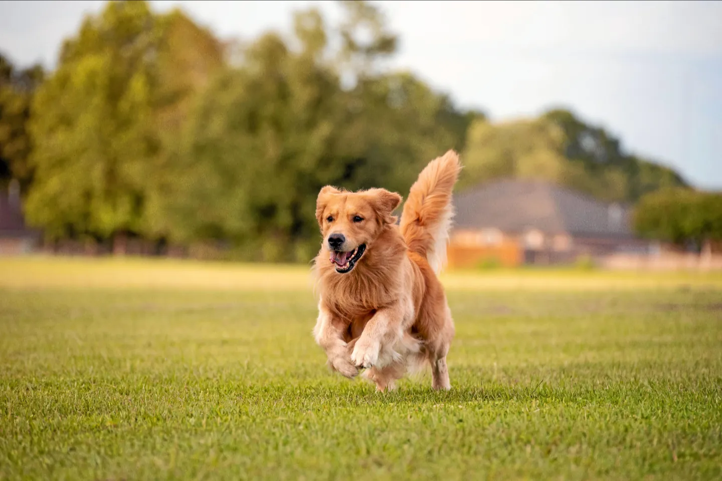 Golden Retriever