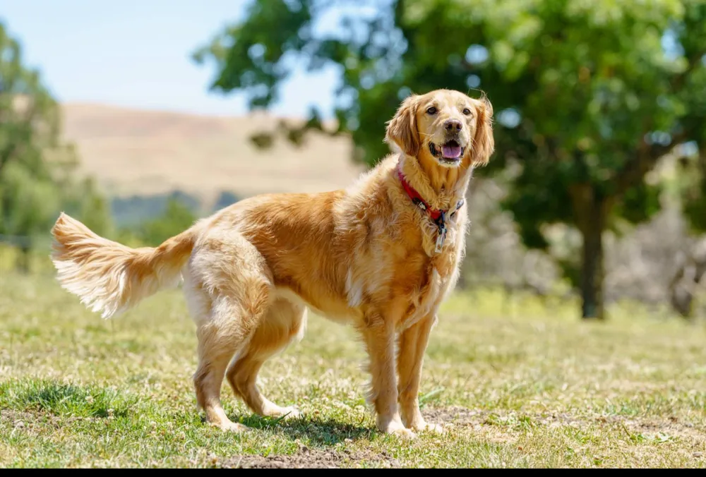 Golden Retriever — additional photo