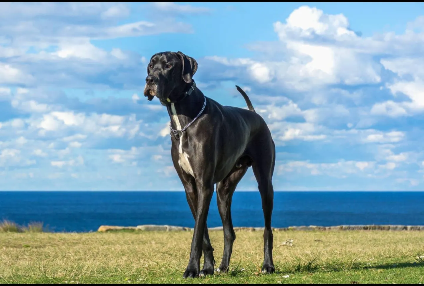 Great Dane