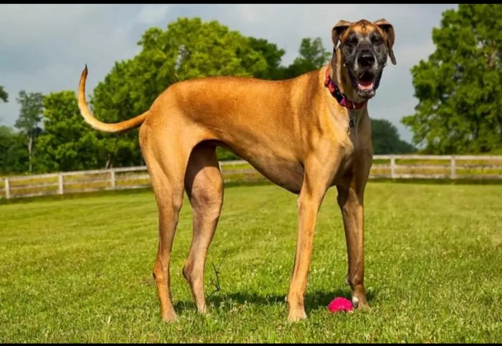 Great Dane — additional photo