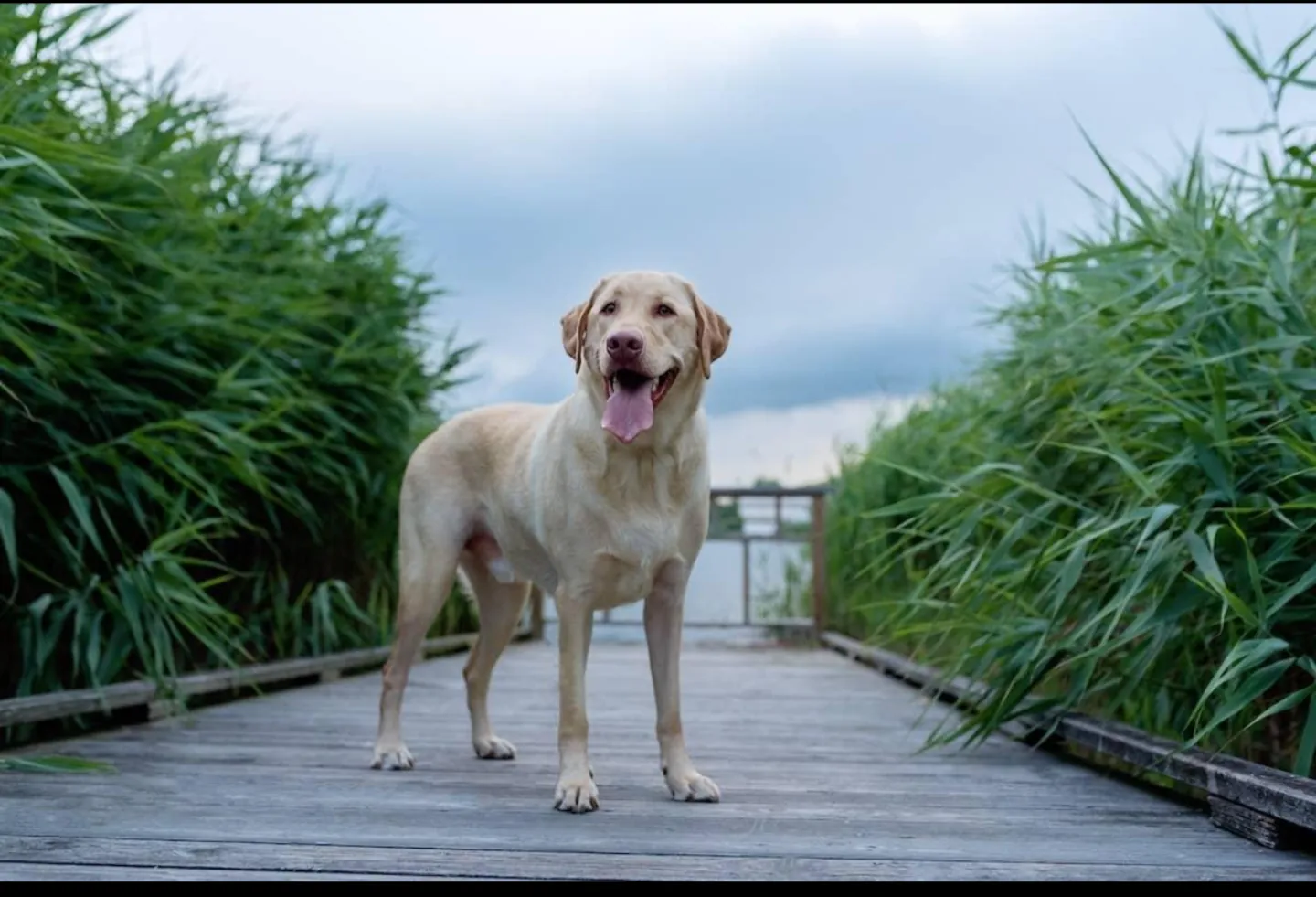 Labrador Retriever