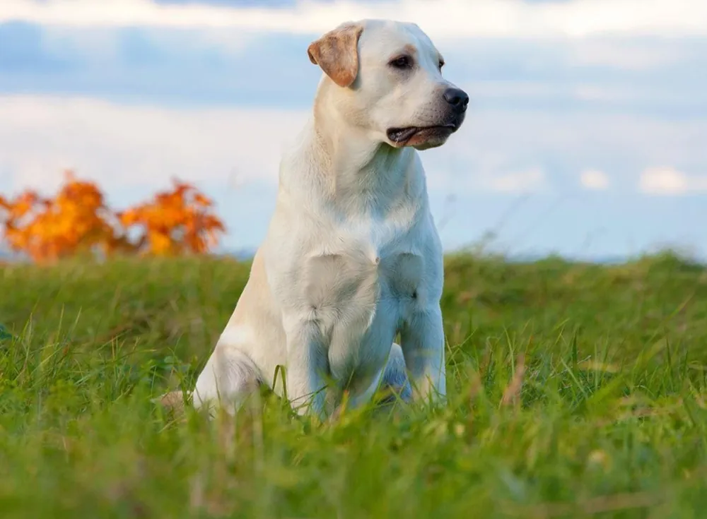 Labrador Retriever — additional photo