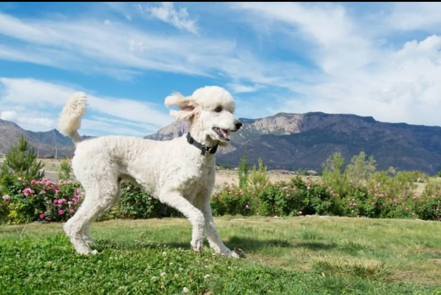 Poodle