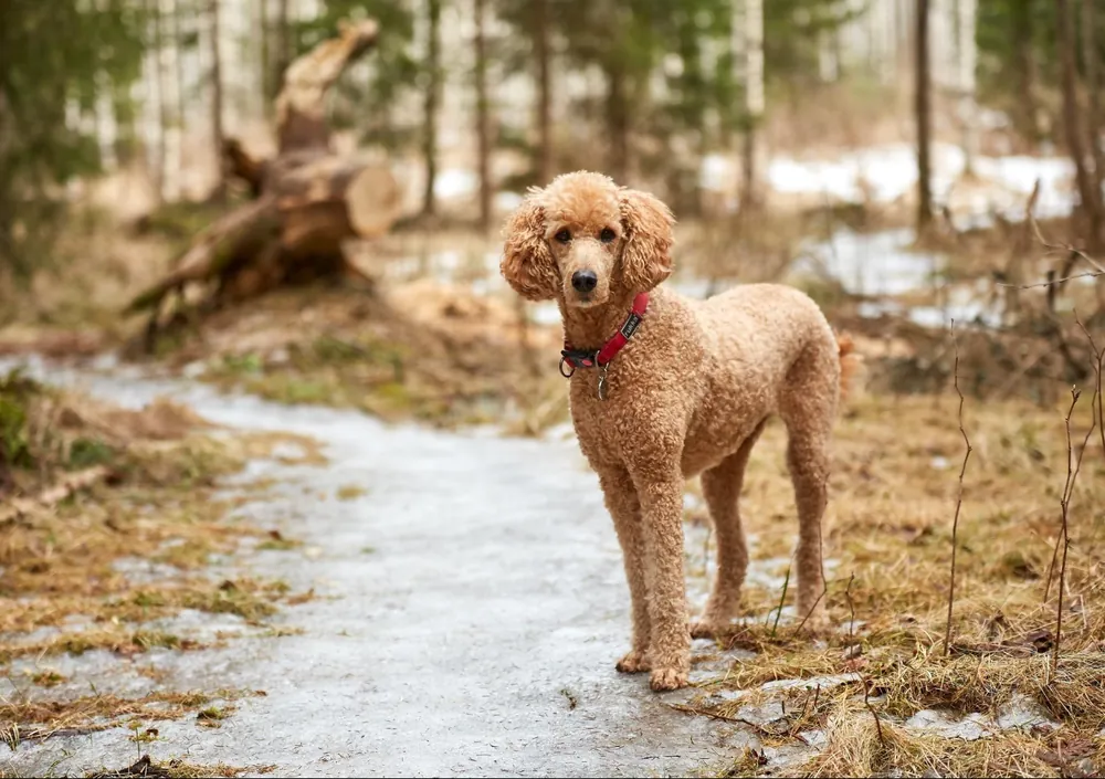 Poodle — additional photo