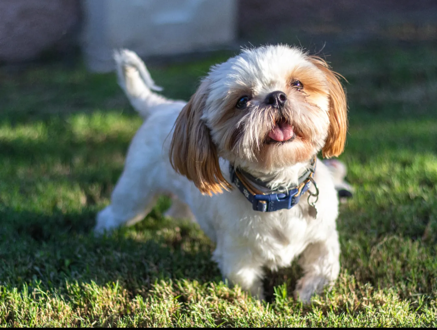 Shih Tzu