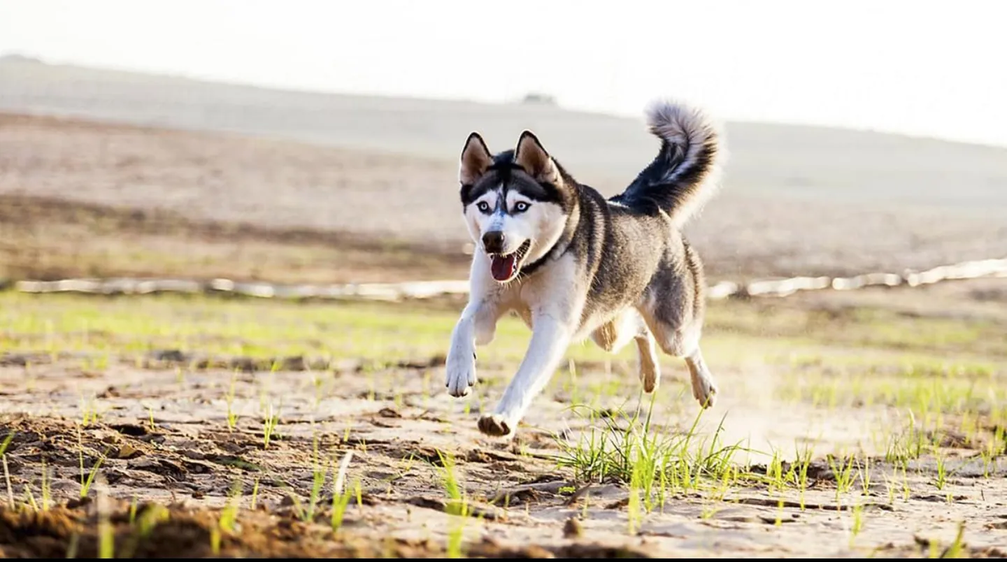 Siberian Husky