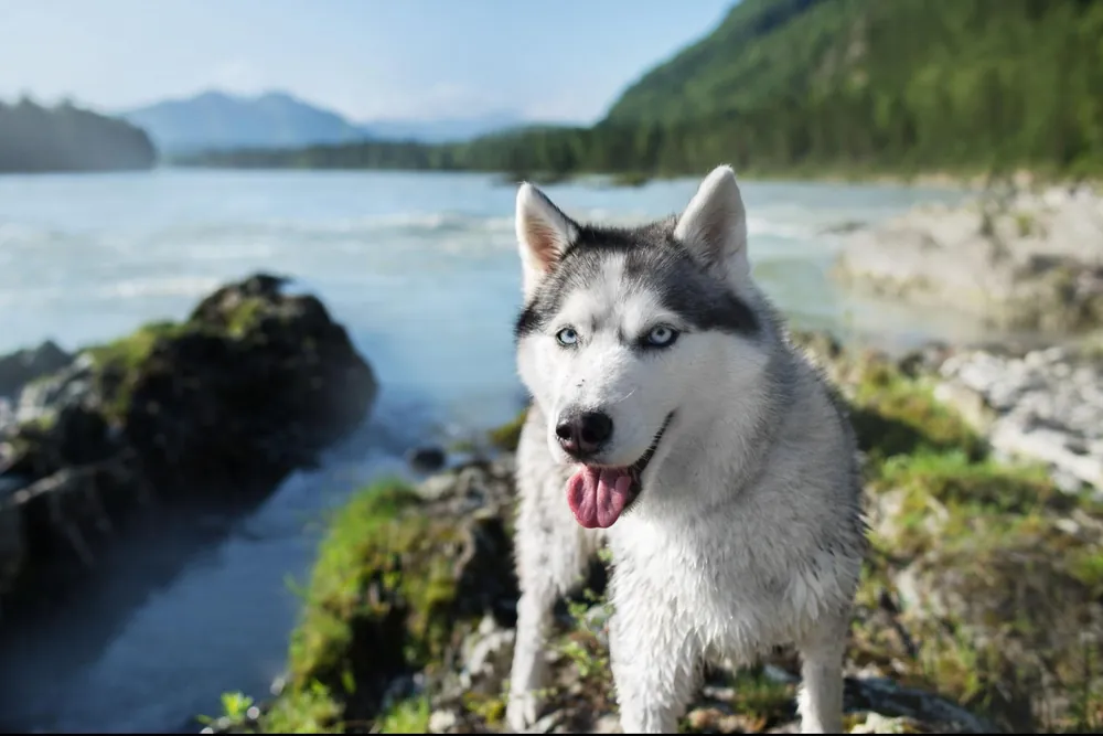 Siberian Husky — additional photo