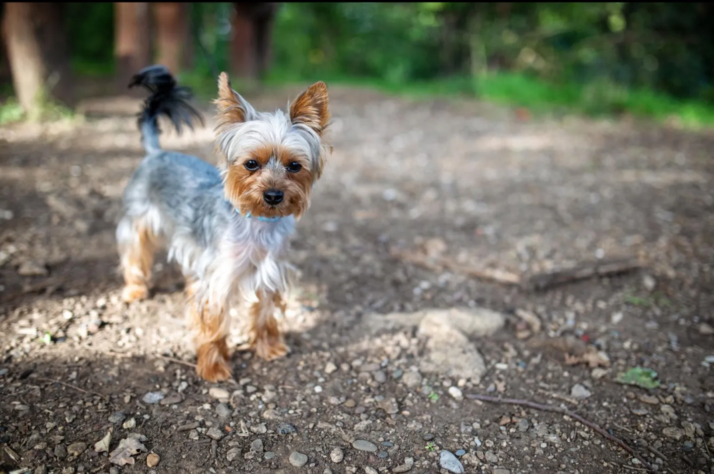 Yorkshire Terrier
