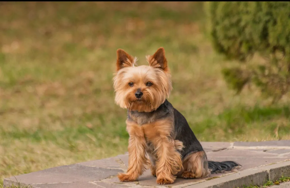 Yorkshire Terrier — additional photo